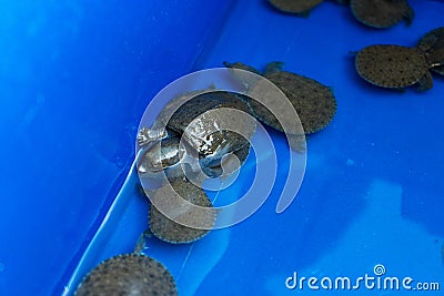 Turtles in a blue basin. Turtles will be released. Rescued turtles Stock Photo