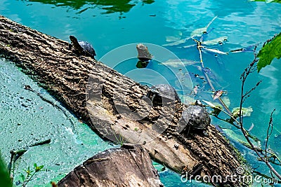 Turtles climb the trunk of a tree that has fallen into the lake Stock Photo