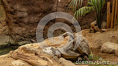 Turtles copulate in the zoo. Stock Photo