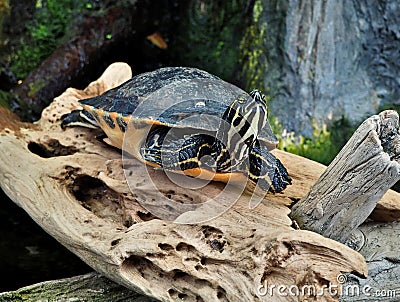 Turtle at NC Aquarium in Manteo Stock Photo