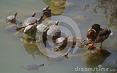 Turtles and duck Stock Photo