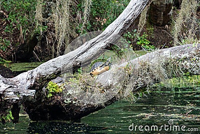 Turtles on a tree at Blue Spring State Park Florida Stock Photo