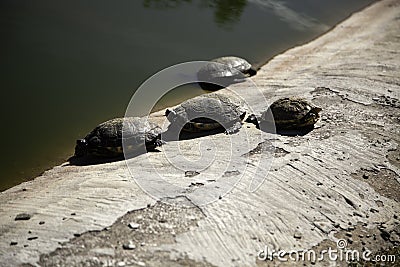 Turtles on lake Stock Photo