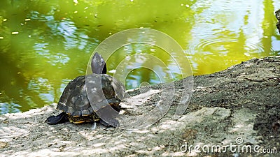 Turtles in a pond Stock Photo