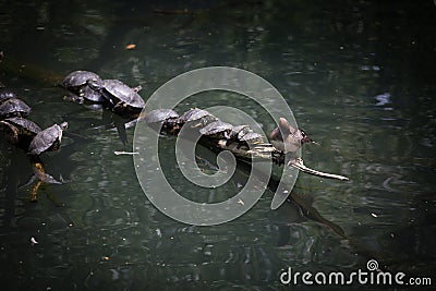 Turtles at Queens zoo. New York Editorial Stock Photo