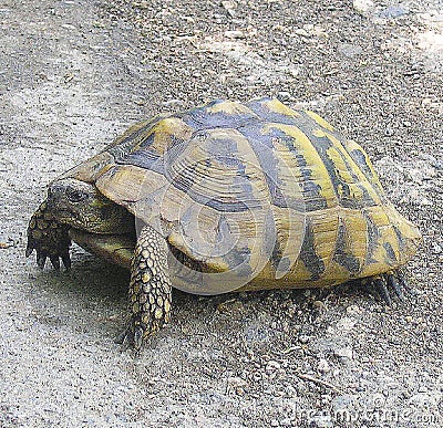 Turtles on the road in forest. Mystic and wise animal Stock Photo