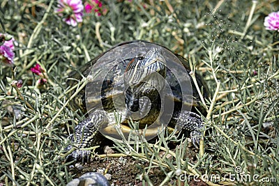 Turtles are scaly quadrupeds which belong to the reptile group. This animal nation called Testudinata is unique and easily recogni Stock Photo