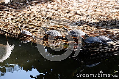 Turtles sunbathing Stock Photo