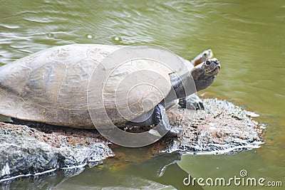 Turtles sunbathing a stone Stock Photo