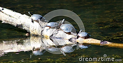 Turtles sunbathing Stock Photo