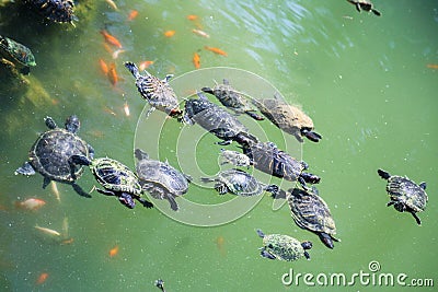 Turtles swim in the green water of a urban pond Stock Photo