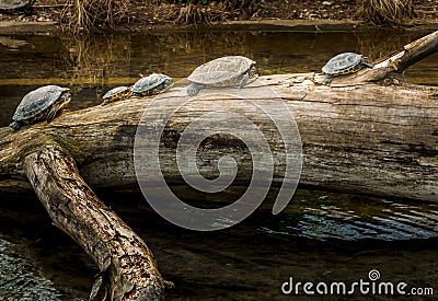 Turtles on a Tree Trunk near Water Stock Photo
