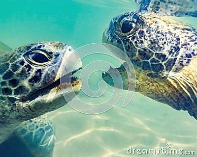 Turtles at Hikkaduwa beach Stock Photo