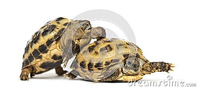 Turtles on the way to copulate, Stock Photo