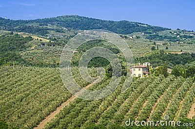 Tuscan countryside with vineyards, olive trees, woods, farms and town Stock Photo