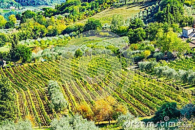 Tuscan Farm Vineyard San Gimignano Tuscany Italy Stock Photo