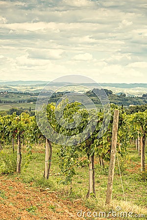 Tuscan grapes Stock Photo