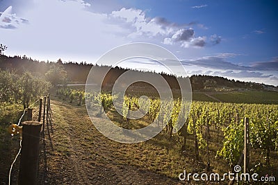 Tuscan hills Stock Photo