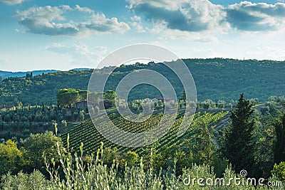 Tuscan hillside vineyard early autumn with houses Stock Photo