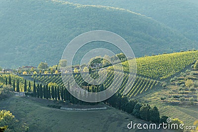 Tuscan hillside vineyard early autumn with houses Stock Photo