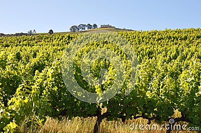 Tuscany vineyard Italy Bolgheri Stock Photo