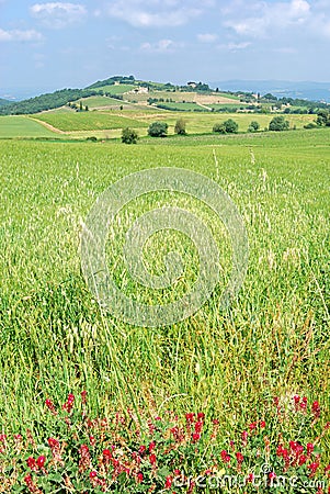 Tuscany Stock Photo