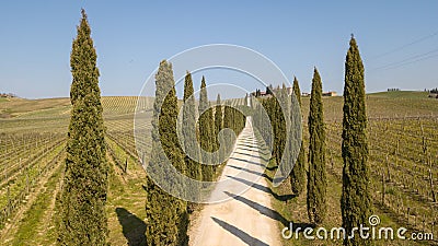 Tuscany, aerial landscape of a cypress avenue near the vineyards Editorial Stock Photo