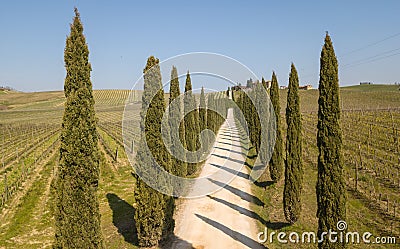 Tuscany, aerial landscape of a cypress avenue near the vineyards Editorial Stock Photo