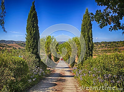 Tuscany countryside with country road lined with cypress and pin Stock Photo