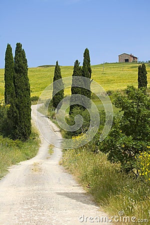 TUSCANY countryside, devious street with cypress Stock Photo