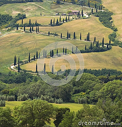 TUSCANY countryside, devious street with cypress Stock Photo