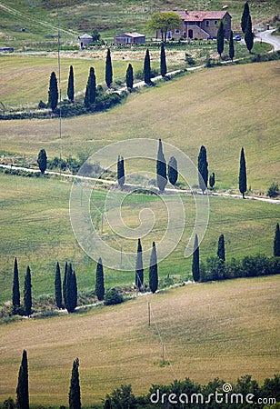 TUSCANY countryside, devious street with cypress Stock Photo