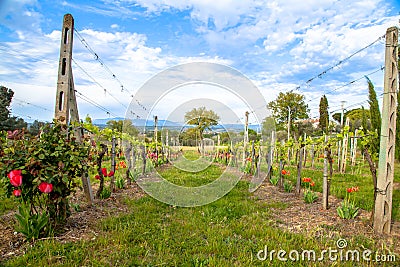 Tuscany Countryside Stock Photo