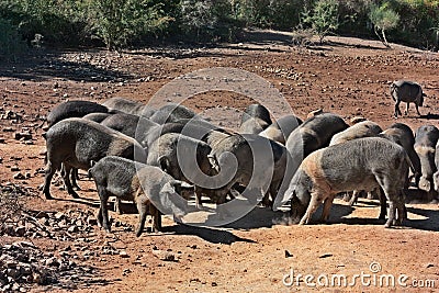 Tuscany, Italy: breed of typical pig Cinta Senese Stock Photo