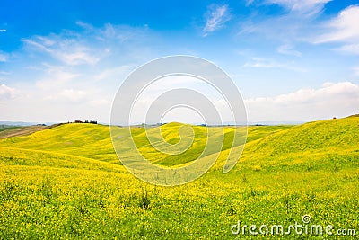 Tuscany landscape with field of flowers in Val d Orcia, Italy Stock Photo