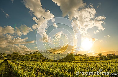 Tuscany landscape in Val d`Orcia between Sant`Angelo Scalo and Cinigiano - 05/23/2016 Stock Photo