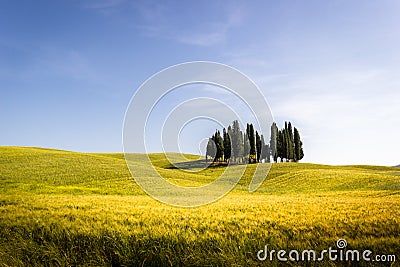 Tuscany, meadow field with cypress trees. Stock Photo