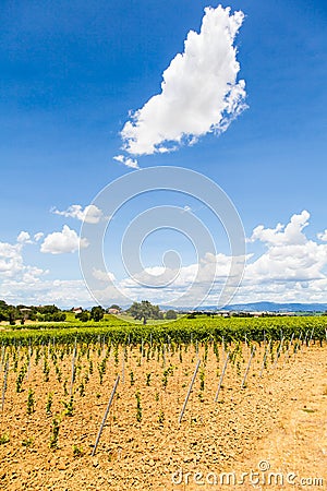 Tuscany Wineyard Stock Photo