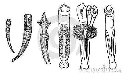 Tusk Shells or Dentalium entalis, vintage engraved illustration Vector Illustration