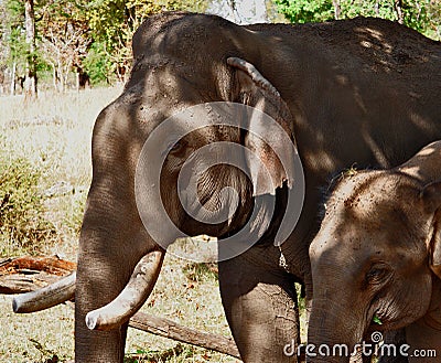 Tusker with baby elephant Stock Photo