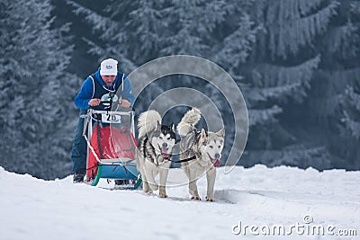 Unidentified man participating in the Free Dog Sled Racing Contest Editorial Stock Photo