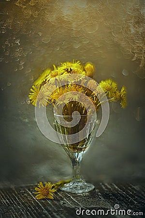 Tussilago bouquet in glass in water drops and sunshine Stock Photo