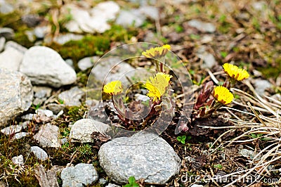 Tussilago farfara- Coltsfoot Stock Photo