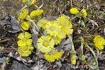 Tussilago farfara - coltsfoot Stock Photo