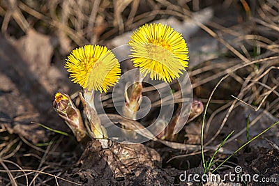 Tussilago farfara the first flowers of the early spring Stock Photo