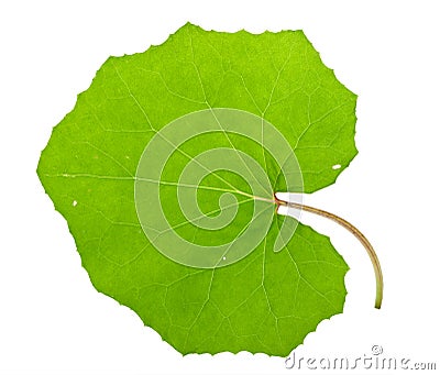 Tussilago farfara leaf Stock Photo