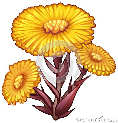 Tussilago farfara yellow blossom. Foalfoot or coltsfoot spring field flower Cartoon Illustration