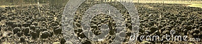 tussock bog Panorama Stock Photo