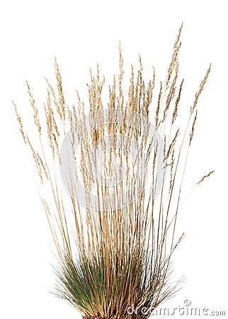 Tussock of dry grass with panicle Stock Photo