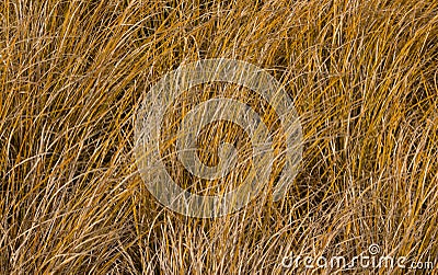 Tussock Grass Stock Photo